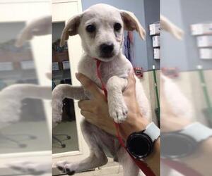 Mutt Dogs for adoption in Riverside, CA, USA