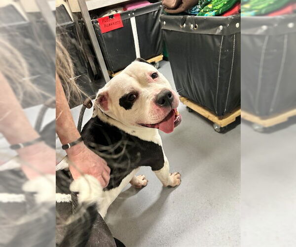 Medium Photo #2 Bulldog-Unknown Mix Puppy For Sale in Louisville, KY, USA