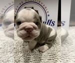 Small Photo #4 Bulldog Puppy For Sale in CENTERVILLE, OH, USA