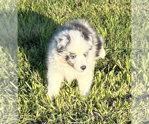 Medium Photo #12 Shetland Sheepdog Puppy For Sale in FORT MORGAN, CO, USA