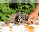 Small #31 Poodle (Toy)