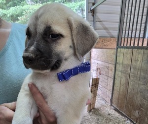 Anatolian Shepherd-Great Pyrenees Mix Puppy for sale in CHERRY LOG, GA, USA