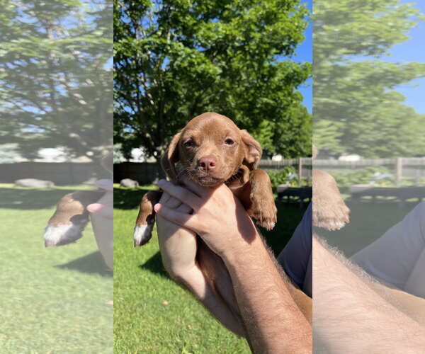 Medium Photo #3 Mutt Puppy For Sale in New London, WI, USA