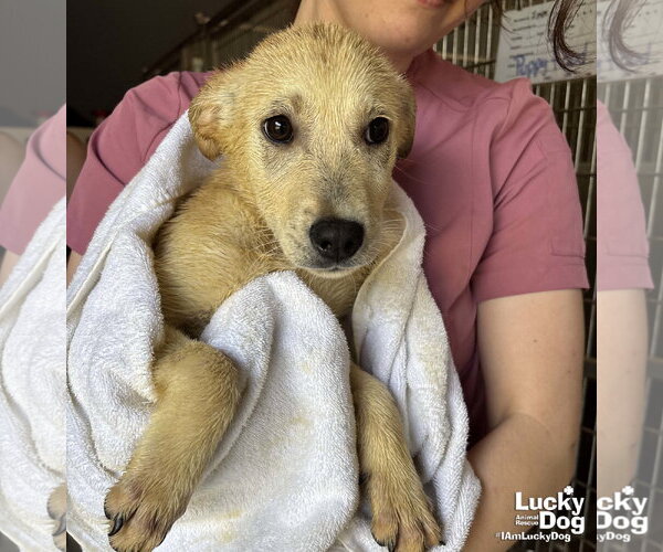 Medium Photo #5 Australian Shepherd-Unknown Mix Puppy For Sale in Washington, DC, USA