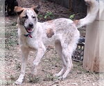 Small #1 Great Pyrenees Mix