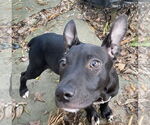 Small #10 American Pit Bull Terrier