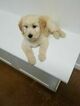 Small Photo #4 Goldendoodle Puppy For Sale in PRAIRIEVILLE, LA, USA
