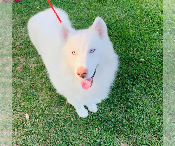 Medium Photo #1 Siberian Husky Puppy For Sale in SPG VALLEY LK, CA, USA