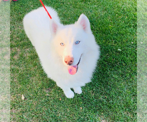 Father of the Siberian Husky puppies born on 04/04/2025