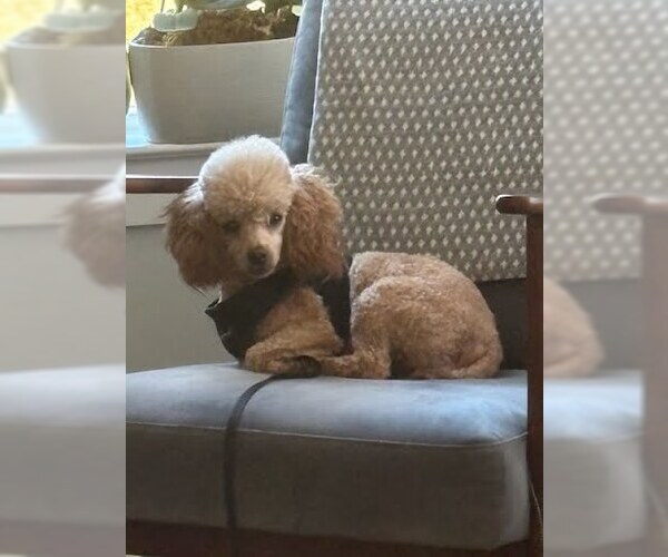 Medium Photo #2 Poodle (Toy) Puppy For Sale in Pacolet, SC, USA
