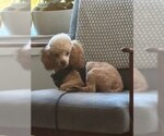 Small #1 Poodle (Toy)