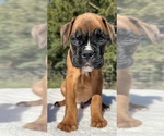 AKC Austin - Male Boxer Puppy for Sale - Photo #10