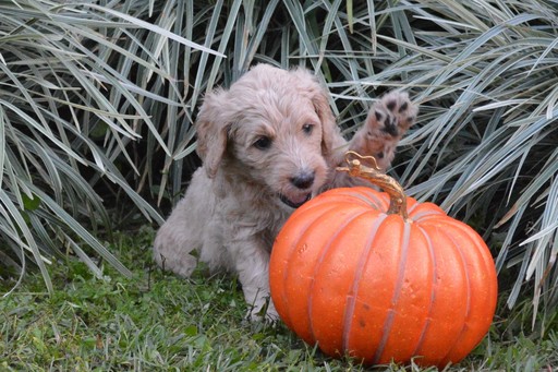 Medium Photo #5 Goldendoodle Puppy For Sale in DOWLING PARK, FL, USA