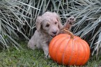 Small Photo #5 Goldendoodle Puppy For Sale in DOWLING PARK, FL, USA