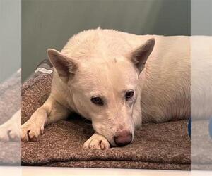 Mutt Dogs for adoption in Camarillo, CA, USA