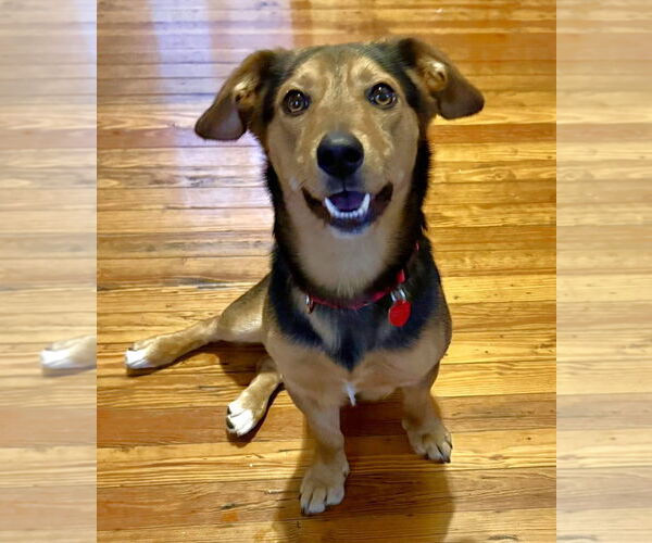 Medium Photo #11 Beagle-Unknown Mix Puppy For Sale in Dunnellon, FL, USA