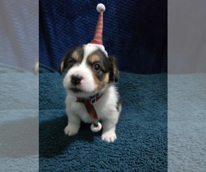 Pembroke Welsh Corgi Puppy for sale in DUARTE, CA, USA
