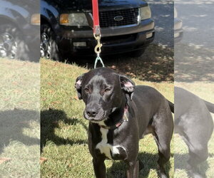 Rudi - Male American Staffordshire Terrier-Plott Hound Mix Dog for Adoption - Photo #2
