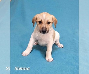 Shepradors Dogs for adoption in SHERBURNE, NY, USA