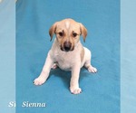 Small Shepradors