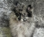 Puppy Sliverton Pomeranian