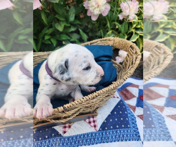 Medium Photo #2 Dalmatian Puppy For Sale in VASSALBORO, ME, USA