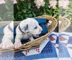 Small #1 Dalmatian
