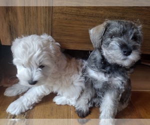 Schnauzer (Miniature) Puppy for sale in NEW MADISON, OH, USA