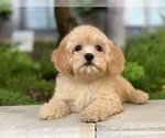 Small Photo #5 Cavachon Puppy For Sale in HOUSTON, TX, USA