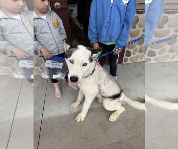 Medium Photo #10 Huskies -Unknown Mix Puppy For Sale in Grafton, WI, USA