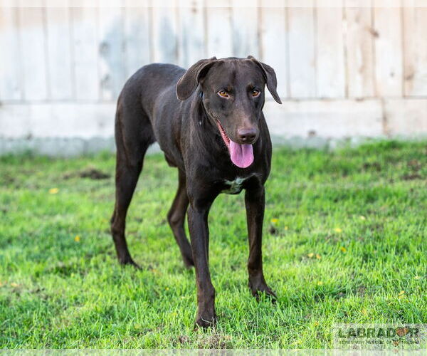 Medium Photo #4 Labrador Retriever Puppy For Sale in Clovis, CA, USA