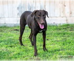 Small #3 Labrador Retriever