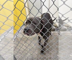 American Pit Bull Terrier Dogs for adoption in Temple, TX, USA