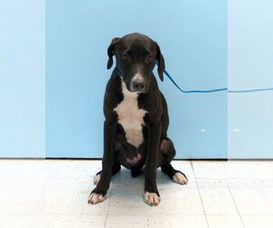 Labrador Retriever-Unknown Mix Dogs for adoption in Pryor, OK, USA