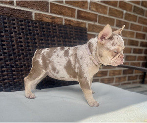 French Bulldog Puppy for Sale in BRIGHTON, Colorado USA