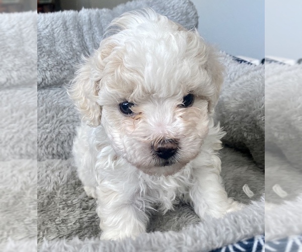 Medium Photo #2 ShihPoo Puppy For Sale in RENO, NV, USA