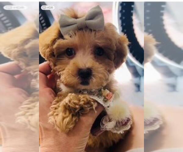 Medium Photo #1 Cavapoo Puppy For Sale in DACULA, GA, USA