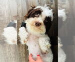 Small #11 Havanese