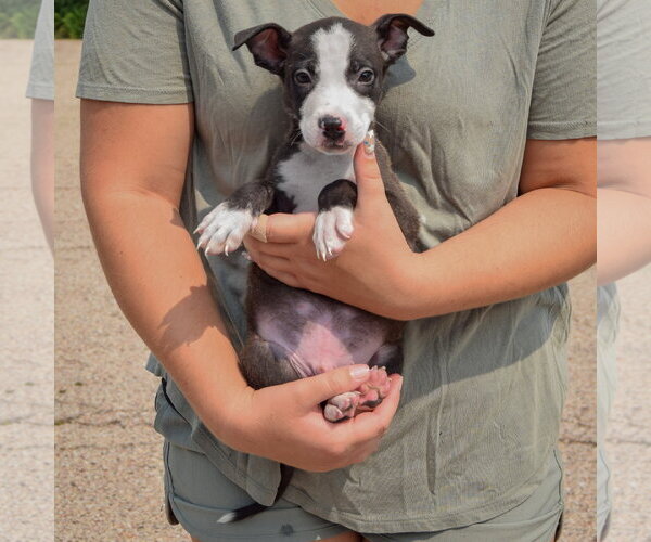Medium Photo #4 Labsky Puppy For Sale in Huntley, IL, USA