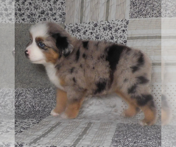 Medium Photo #17 Miniature Australian Shepherd Puppy For Sale in HARRISON, OH, USA