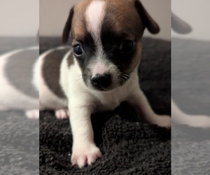 Medium Chihuahua