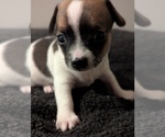 Puppy Puppy 1 Pietro Chihuahua