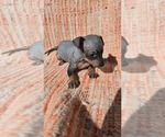 Puppy Baldwin American Hairless Terrier