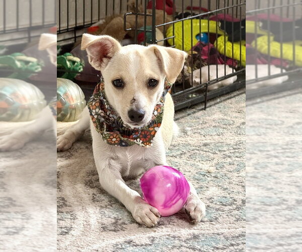 Medium Photo #1 Chihuahua-Unknown Mix Puppy For Sale in San Leon, TX, USA