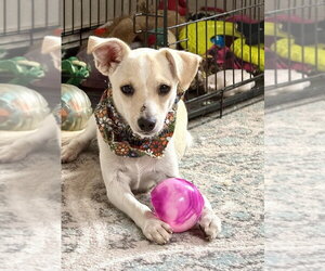 Chihuahua-Unknown Mix Dogs for adoption in San Leon, TX, USA