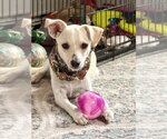 Small Chihuahua Mix