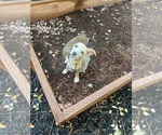 Small #1 Chihuahua Mix