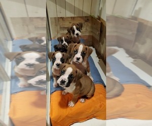 Boxer Puppy for sale in CRESCO, PA, USA