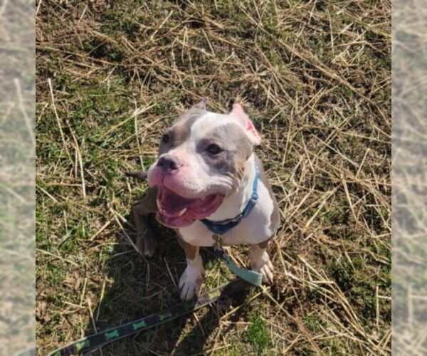 Medium Photo #1 American Pit Bull Terrier Puppy For Sale in Derwood, MD, USA