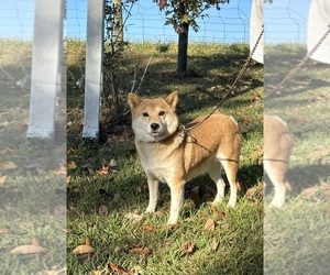 Mother of the Shiba Inu puppies born on 12/11/2023